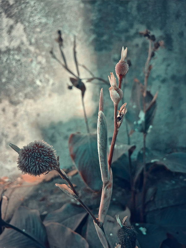 Bloom of the Sea