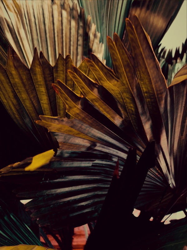 Feuille Morte