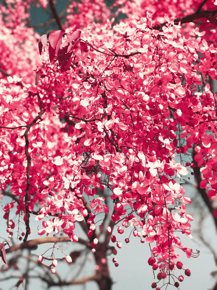 Grenadine