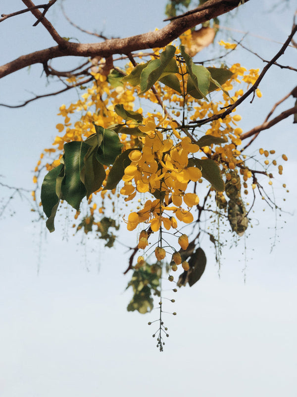 HoneyBell