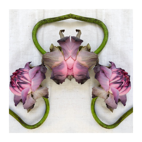 Lotus Eater