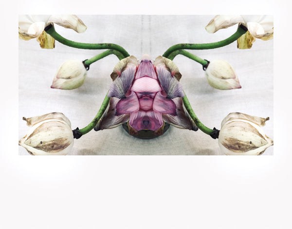 Lotus Eater II