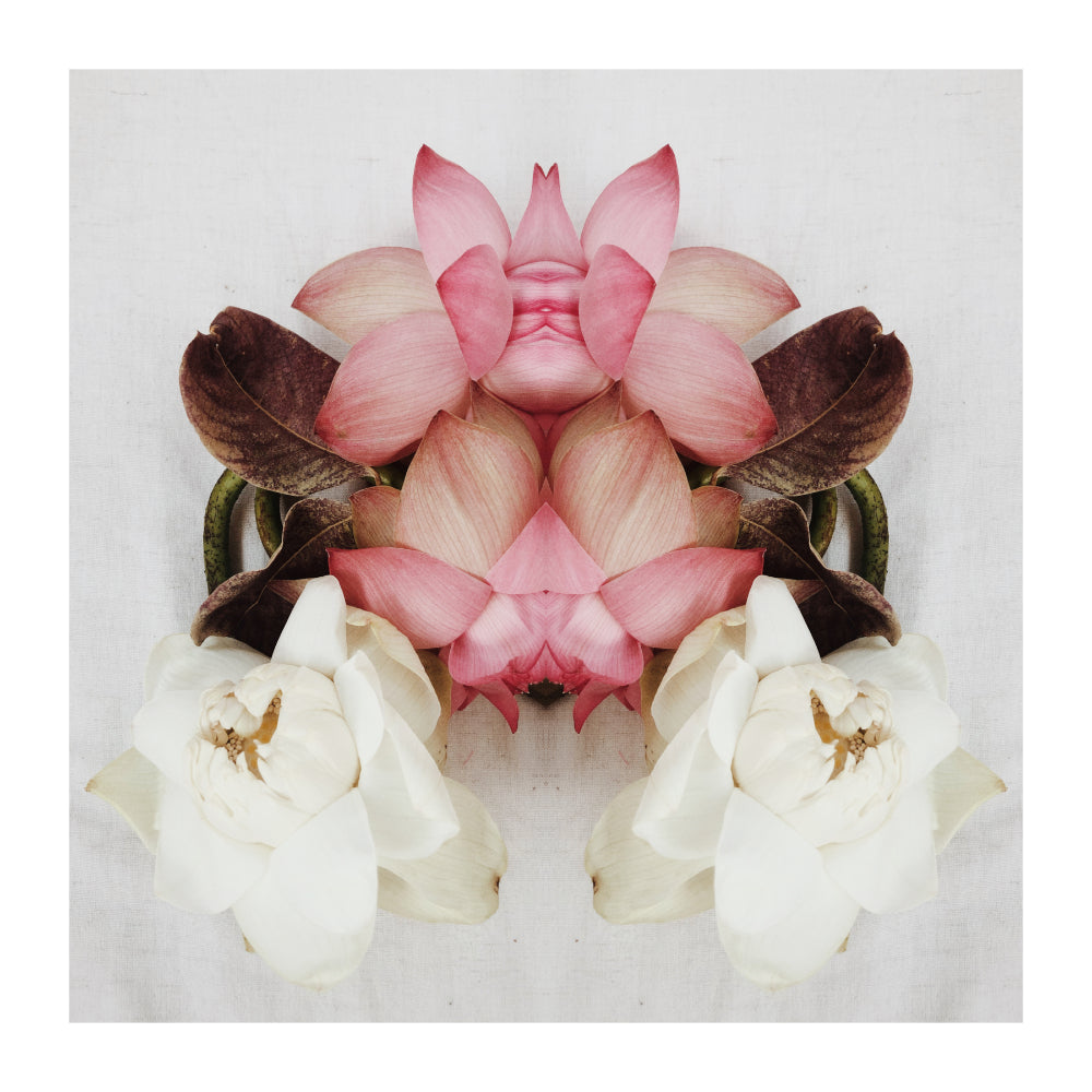 Nelumbo