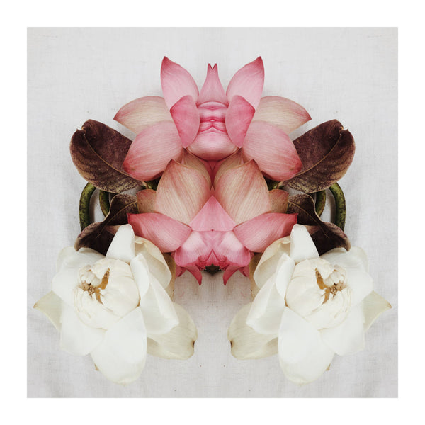 Nelumbo