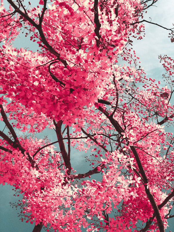 Pink Avalon
