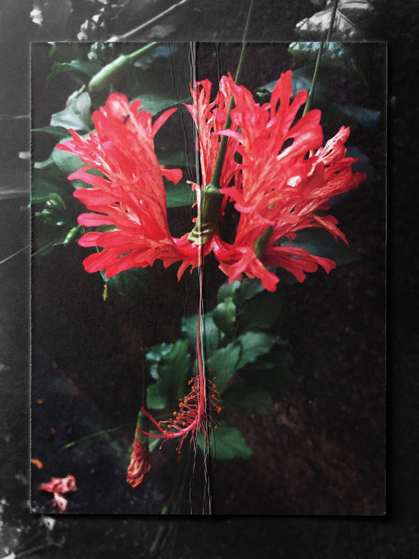 SchizoPetalus