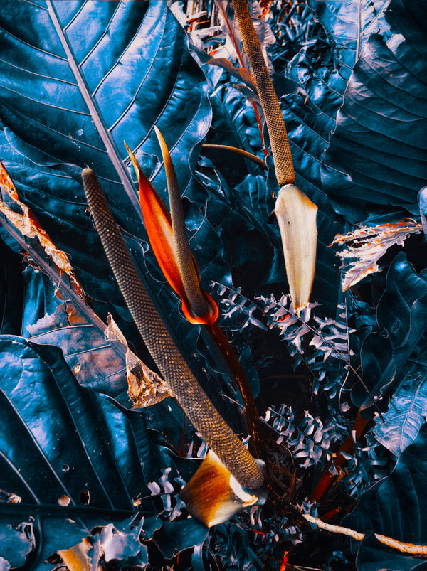 Tropical Burn II