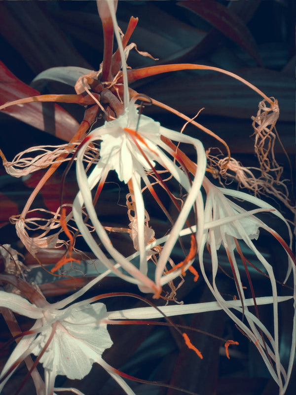 Virtual Immortality II