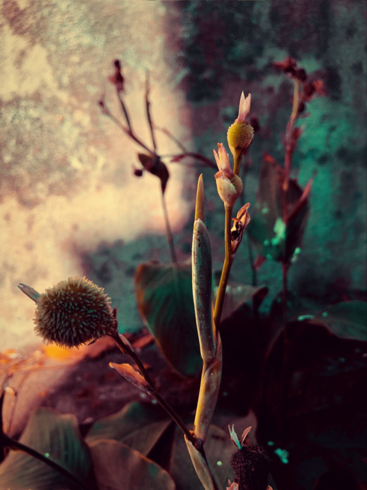 Witching Hour -Bulb