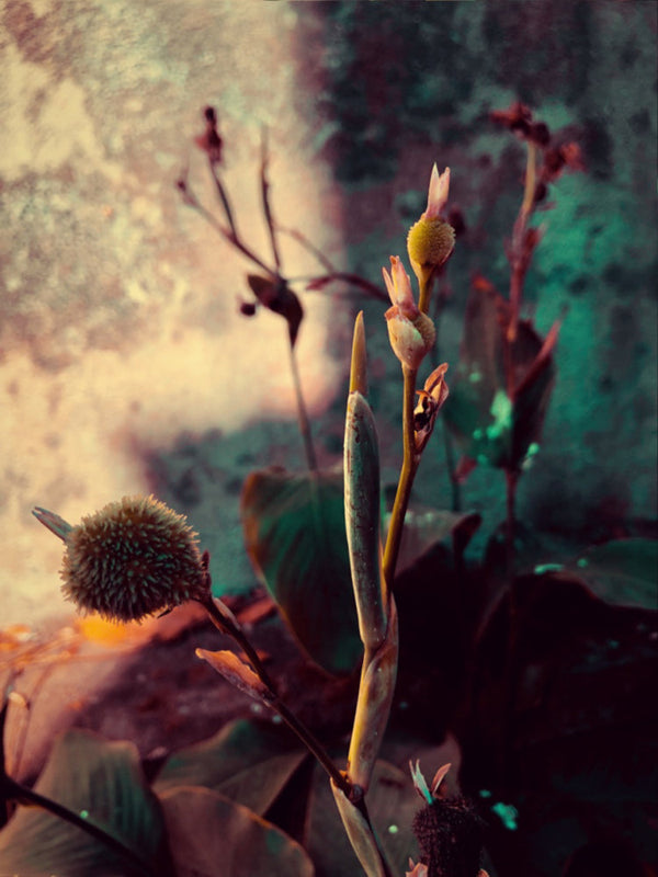 Witching Hour -Bulb