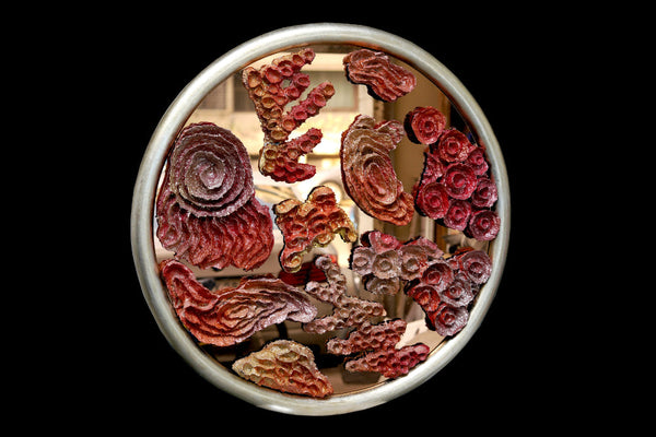 The Circle Of Life